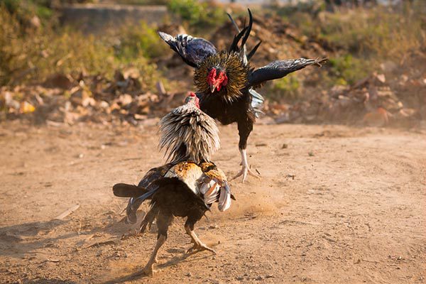 cach nuoi ga noi da cua sat toi pin 10