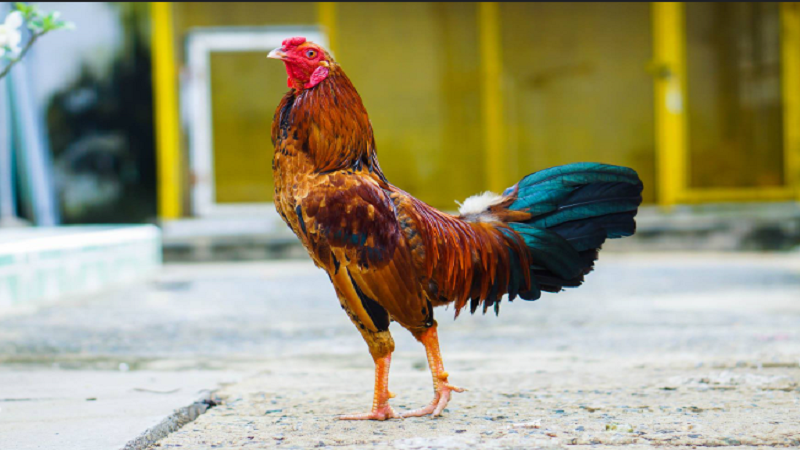 cach chon ga da cua sat 1 4