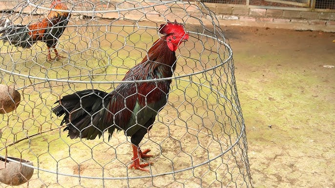 phoi nang cho ga choi 1 3