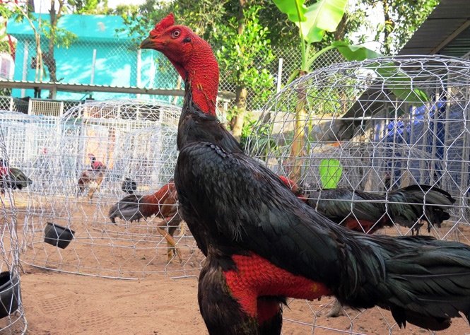 phoi nang cho ga choi 2 2