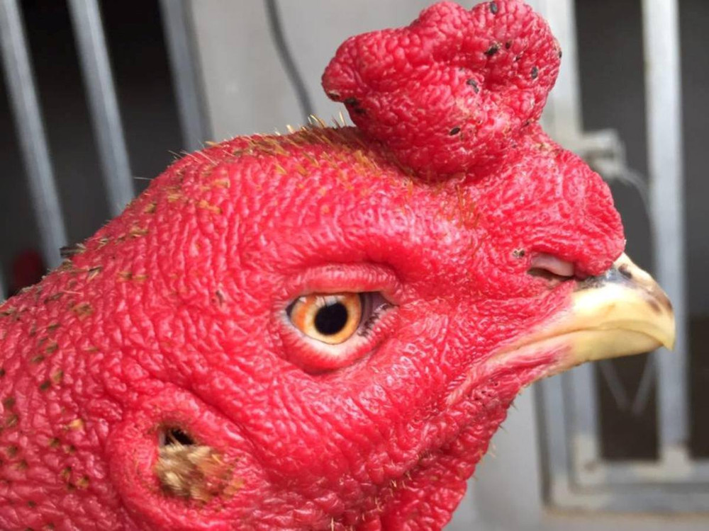 xem mat ga choi hay 3 3