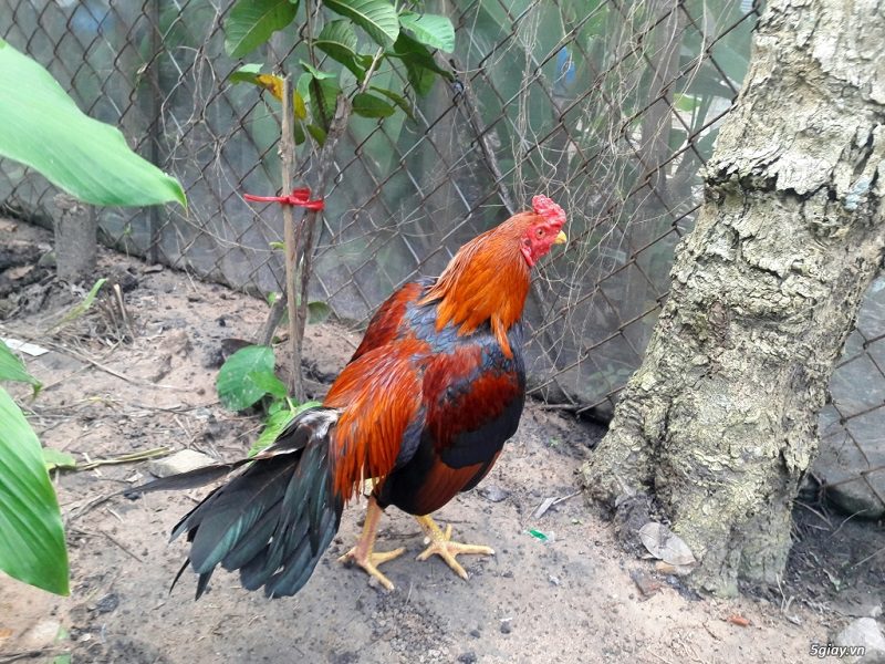 Asil Bobby Boles 2 9