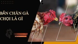 Thực hiện vần mồi trước khi tham gia bắn chân gà chọi