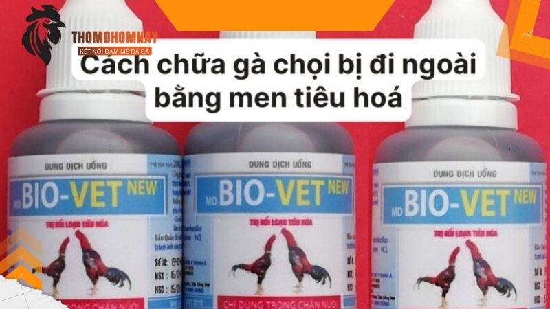 Triệu chứng chiến kê bị tiêu chảy thường gặp