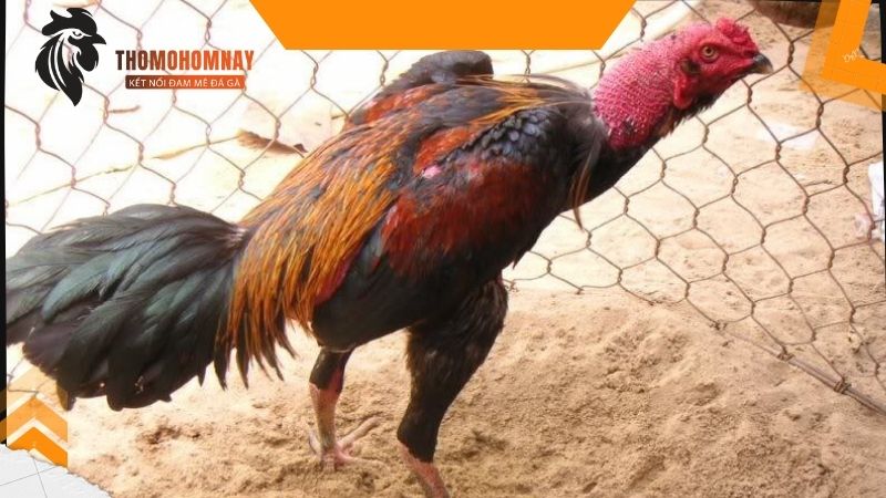 Điều trị gà chọi bị tiêu chảy bằng thuốc thú y cực đơn giản