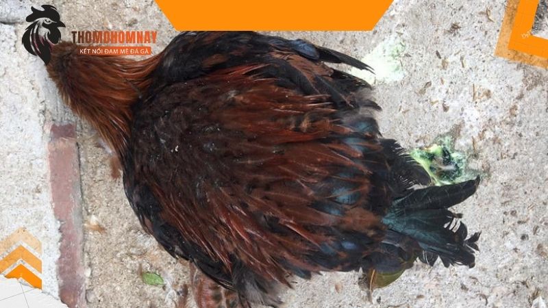 Cách chữa gà chọi bị đi ngoài với búp ổi non cực an toàn