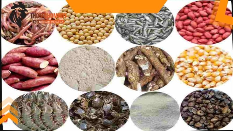 Cách nuôi gà đá bị gãy cánh bằng việc vào nghệ