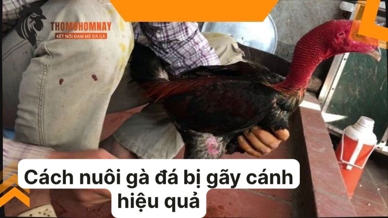 Cách nuôi gà đá bị gãy cánh bằng khẩu phần ăn đầy đủ dinh dưỡng