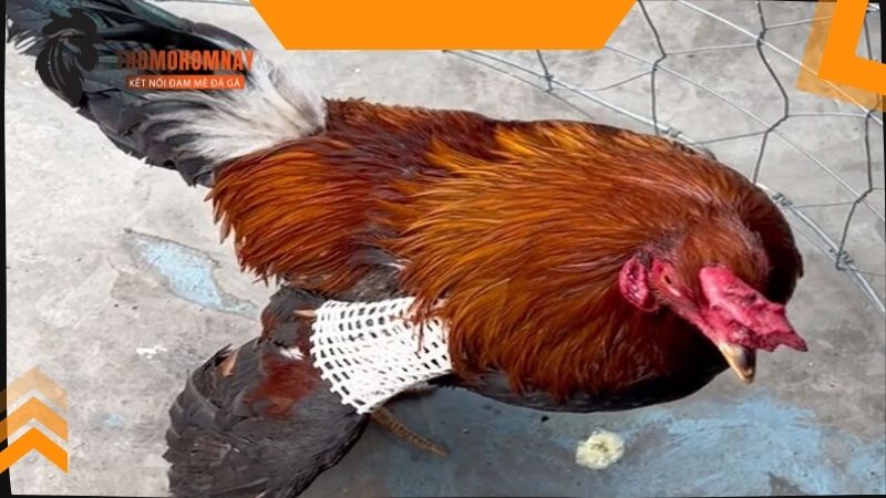 Xử lý ngay vết thương khi chiến kê bị gãy cánh