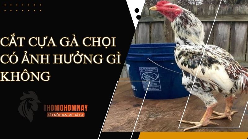 Giải đáp: Cắt cựa gà chọi có ảnh hưởng gì không?