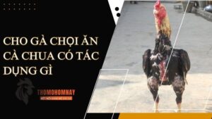 Thành phần dinh dưỡng tốt cho chiến kê có trong cà chua sống