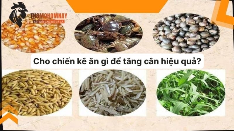 Cho gà chọi ăn gì để tăng cân kết hợp với kỹ năng chăm sóc