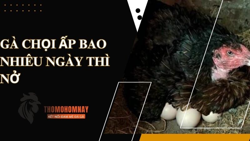 Tìm hiểu câu trả lời chính xác gà chọi ấp bao nhiêu ngày thì nở