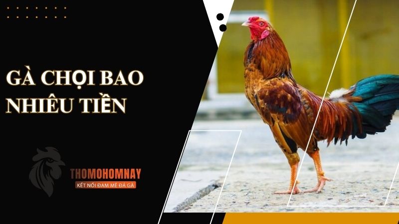 Tìm hiểu mức giá bán của gà chọi theo con giống