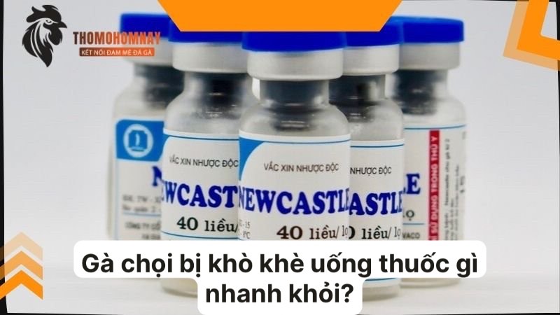 Thuốc trị chiến kê khò khè kèm phân sáp nâu