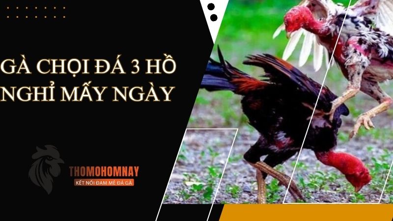 Thời gian đủ để chiến kê hồi phục thể lực sau khi đá 3 hồ