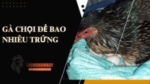 Lựa chọn gà mẹ theo mục đích chăn nuôi