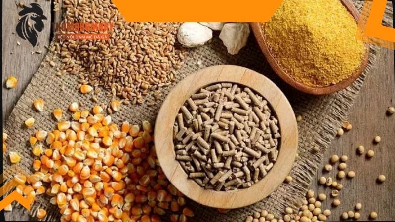 Đảm bảo điều kiện về chuồng trại và không gian sống