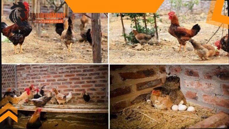 Gà chọi đẻ bao nhiêu trứng mỗi lứa với chế độ dinh dưỡng đầy đủ