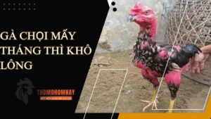 Giải đáp: Gà chọi mấy tháng thì khô lông?