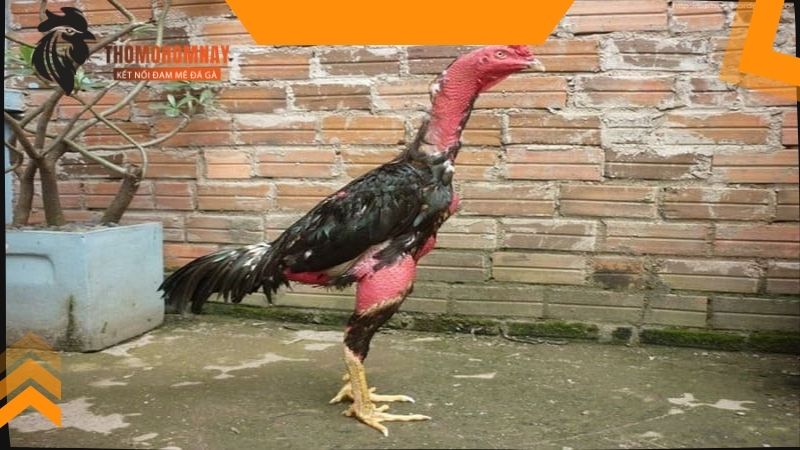 Chăm sóc chiến kê thay lông chuẩn khoa học