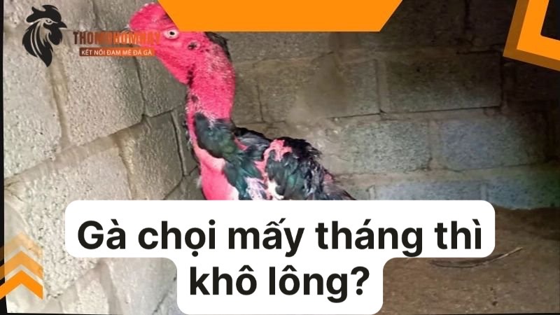 Một vài bí quyết để chiến kê nhanh khô lông