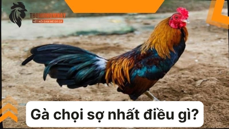 Gà chọi sợ gì nhất đó là việc thay đổi môi trường sống