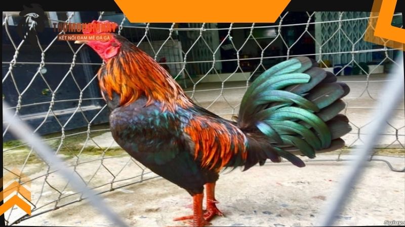 Chiến kê sợ nhất khi vừa khỏi bệnh đã phải xung trận