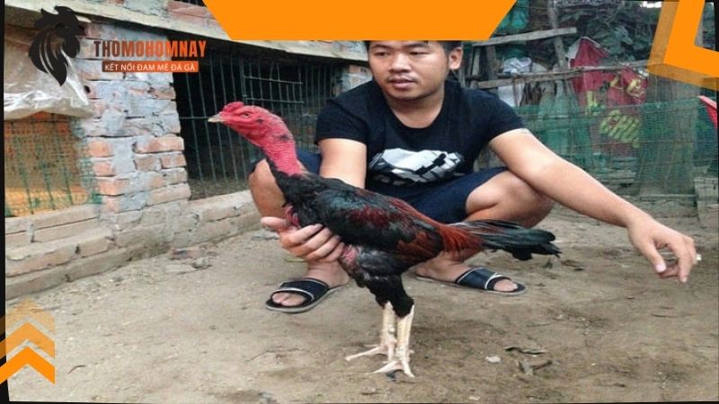 Chăm sóc và xử lý vết thương cho chiến kê khi vừa xung trận về