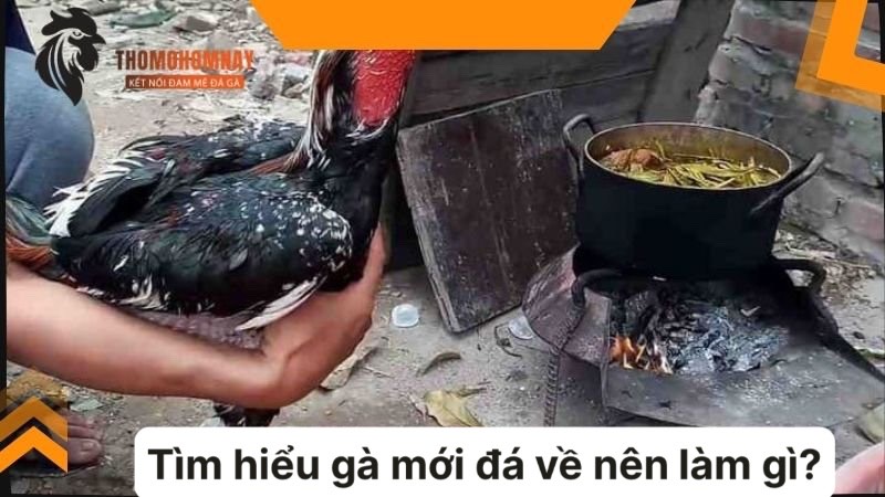 Gà mới đá về nên làm gì đó là không thể bỏ qua việc om bóp