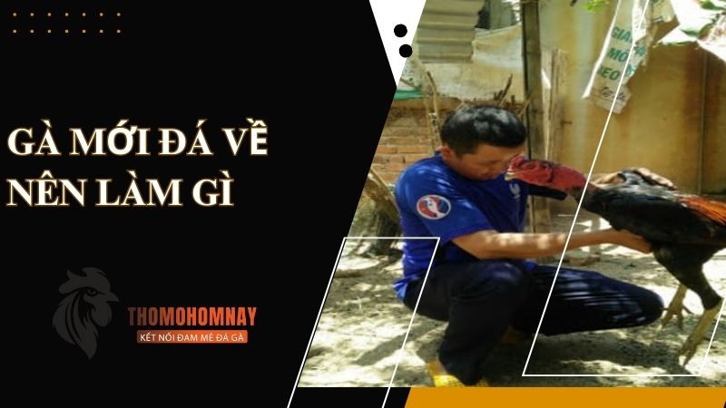 Tìm hiểu gà mới đá về nên làm gì?