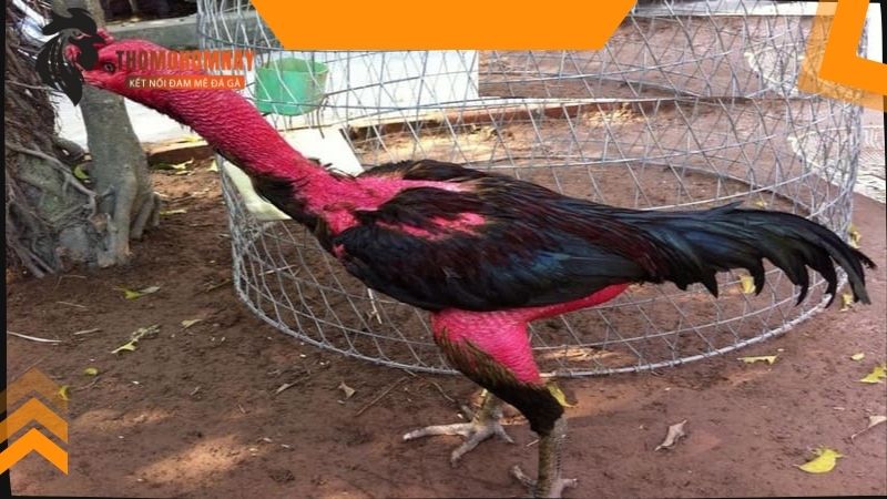 Gà chọi mấy tháng thì khô lông và có nên cho chúng đạp mái không?