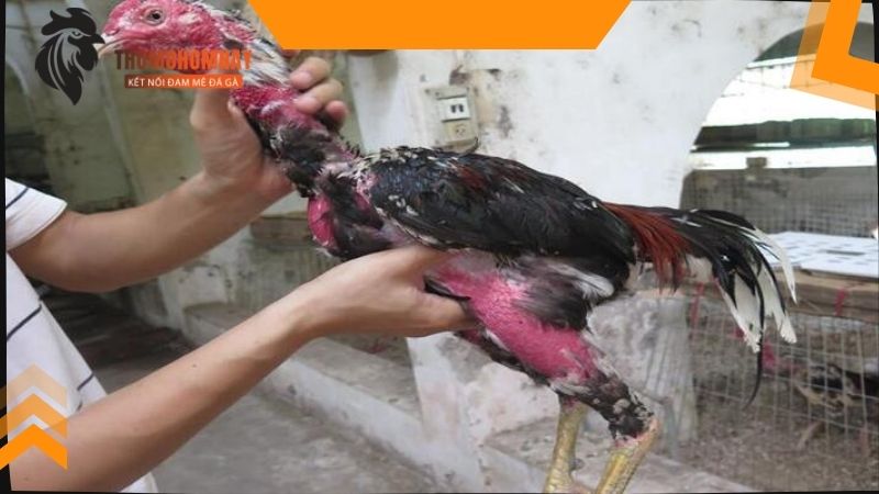 Kiểm tra thể lực của gà sau khi thi đấu