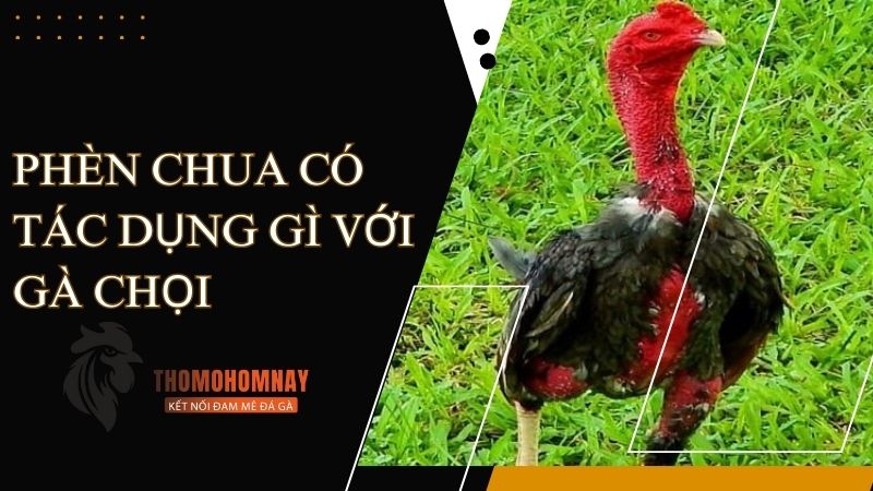 Phèn chua là gì?