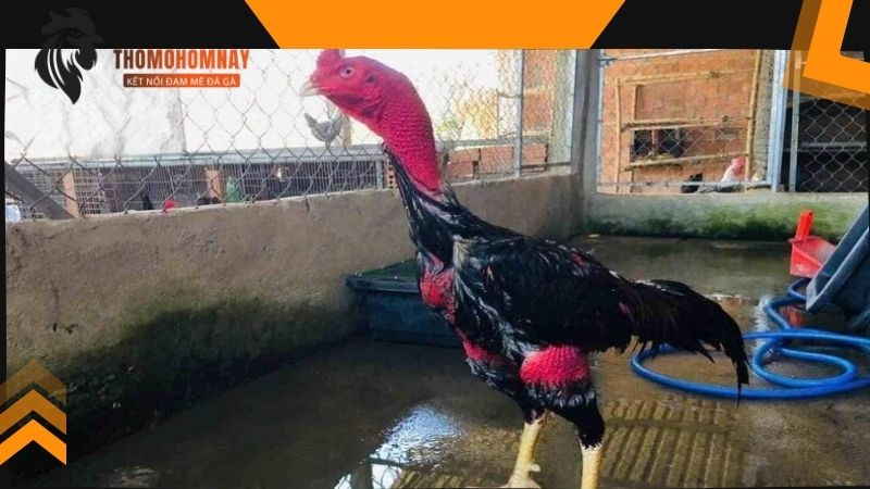 Rượu cau chữa các bệnh ngoài da cho chiến kê