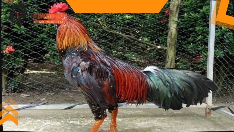 Bài thuốc dân gian xổ giun cực hiệu quả