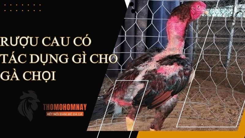 Các thành phần hữu ích trong hạt cau