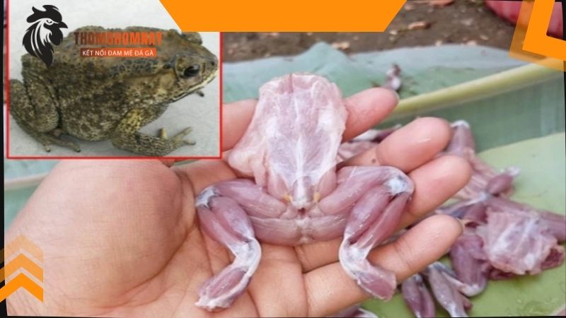 Thịt cóc là loại mồi sống cực tốt cho chiến kê