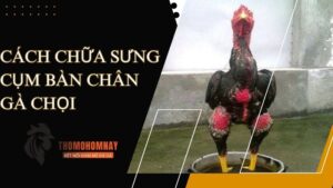 Tìm hiểu nguyên nhân khiến chiến kê bị sưng cụm bàn chân