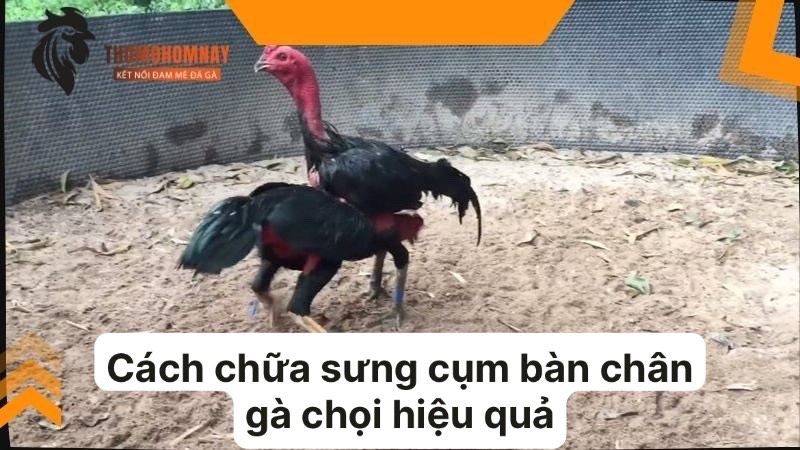 Điều trị sưng cụm bàn chân cho chiến kê khi bị nhẹ