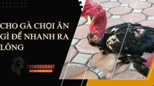 Chế độ ăn cần bổ xung cho chiến kê khi bắt đầu thay lông