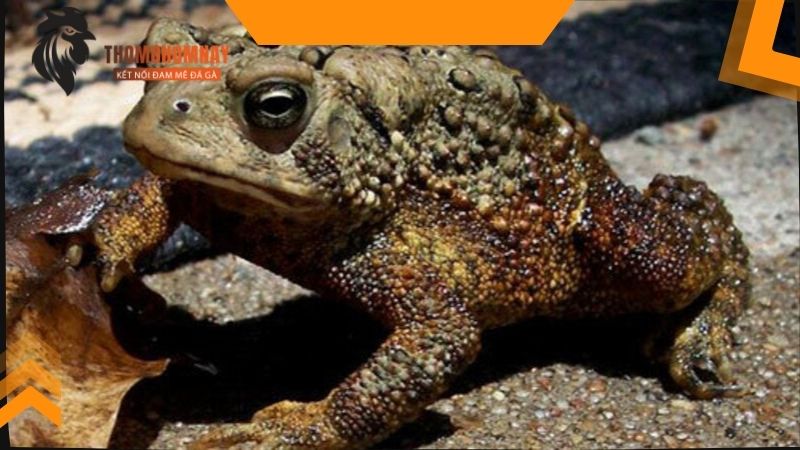 Chế biến thịt cóc khô cho chiến kê