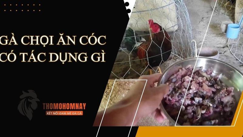 Có nên cho chiến kê ăn thịt cóc không?