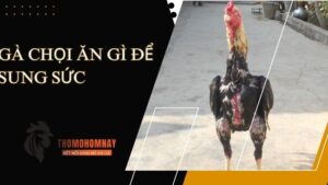 Gà chọi ăn gì để sung sức với thức ăn chính