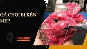 Triệu chứng chiến kê bị kén mép thường gặp