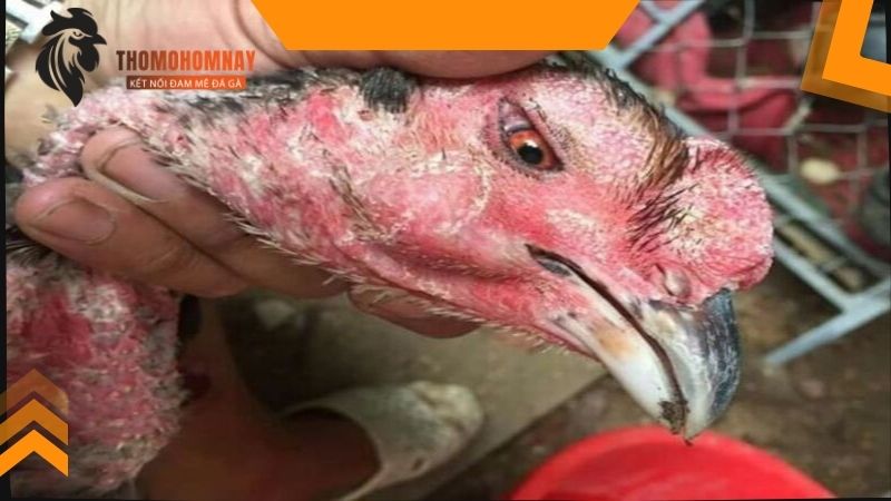 Gà chọi bị kén mép do đâu?