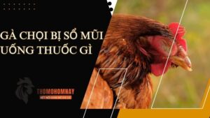 Nguyên nhân khiến cho chiến kê bị chảy nước mũi