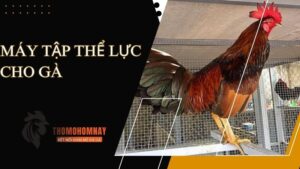 Gà chiến khỏe mạnh, dũng mãnh khi được tập thể lực thường xuyên