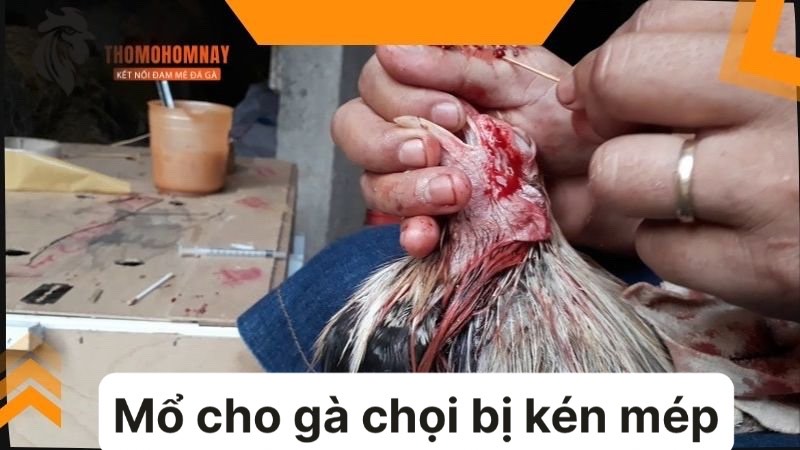 Mổ kén cho chiến kê