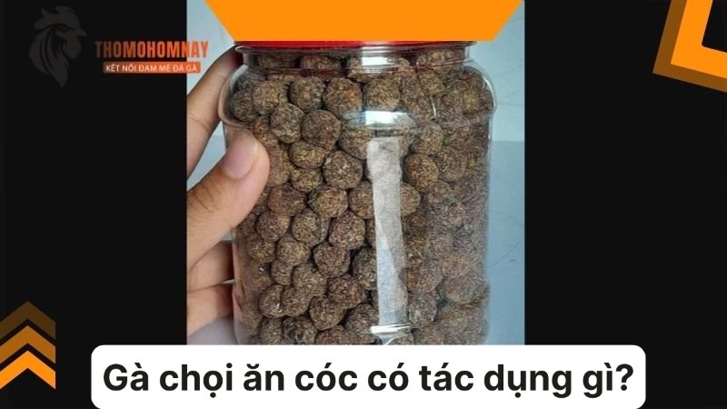 Băm nhỏ cho gà chọi ăn cóc có tác dụng gì?